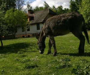 Początek wiosny w Muzeum Rolnictwa im. ks. K. Kluka w Ciechanowcu to czas dla zwierząt. Początek wiosny w Muzeum Rolnictwa im. ks. K. Kluka w Ciechanowcu to czas dla zwierząt.