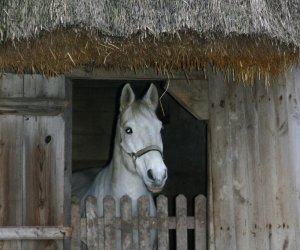 Szopka Bożonarodzeniowa