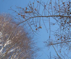 Nowe budki lęgowe w muzealnym parku Nowe budki lęgowe w muzealnym parku