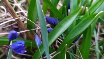 Codziennik Muzealny - Wiosna już zawitała