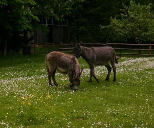 Początek wiosny w Muzeum Rolnictwa im. ks. K. Kluka w Ciechanowcu to czas dla zwierząt. Początek wiosny w Muzeum Rolnictwa im. ks. K. Kluka w Ciechanowcu to czas dla zwierząt.