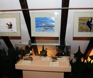 Wystawa czasowa „Ptaki wodno-błotne” Wystawa czasowa „Ptaki wodno-błotne”