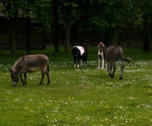 Początek wiosny w Muzeum Rolnictwa im. ks. K. Kluka w Ciechanowcu to czas dla zwierząt. Początek wiosny w Muzeum Rolnictwa im. ks. K. Kluka w Ciechanowcu to czas dla zwierząt.