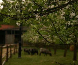 Początek wiosny w Muzeum Rolnictwa im. ks. K. Kluka w Ciechanowcu to czas dla zwierząt. Początek wiosny w Muzeum Rolnictwa im. ks. K. Kluka w Ciechanowcu to czas dla zwierząt.