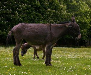 Początek wiosny w Muzeum Rolnictwa im. ks. K. Kluka w Ciechanowcu to czas dla zwierząt. Początek wiosny w Muzeum Rolnictwa im. ks. K. Kluka w Ciechanowcu to czas dla zwierząt.