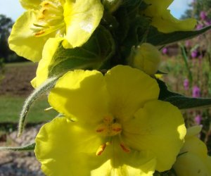 Niecodziennik Muzealny - Gdzie rośnie dziewanna ... Niecodziennik Muzealny - Gdzie rośnie dziewanna ...