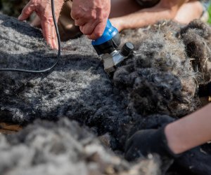 NIECOdziennik muzealny – Strzyżenie owiec NIECOdziennik muzealny – Strzyżenie owiec