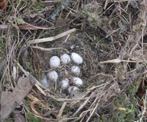 Zimowe Ptakoliczenie 2016 Zimowe Ptakoliczenie 2016