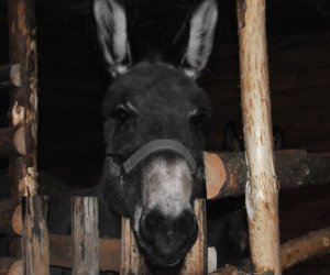 Szopka bożonarodzeniowa