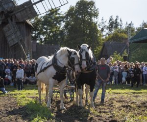 Jesień w polu i zagrodzie 2021 - fotorelacja Jesień w polu i zagrodzie 2021 - fotorelacja