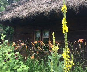 Niecodziennik Muzealny - Gdzie rośnie dziewanna ... Niecodziennik Muzealny - Gdzie rośnie dziewanna ...