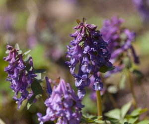 „Na świętego Wojciecha pierwsza wiosny pociecha” „Na świętego Wojciecha pierwsza wiosny pociecha”