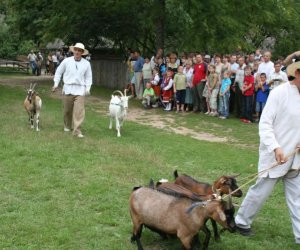 VI Podlaskie Święto Chleba VI Podlaskie Święto Chleba