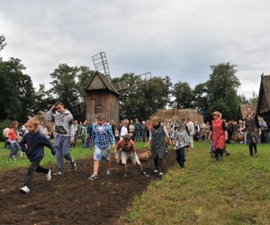 Wykopki w Skansenie Wykopki w Skansenie