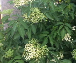 Niecodziennik Muzealny - Kiedy zakwitną dzikie bzy Niecodziennik Muzealny - Kiedy zakwitną dzikie bzy