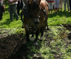 Wykopki w skansenie 2009