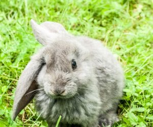 Nowi mieszkańcy ciechanowieckiego skansenu Nowi mieszkańcy ciechanowieckiego skansenu
