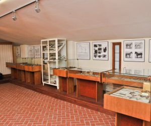 Odnowiona ekspozycja Muzeum Weterynarii