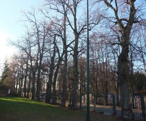 Pielęgnacja i konserwacja drzew zabytkowej alei lipowej na terenie skansenu Muzeum Rolnictwa im. Ks. Krzysztofa Kluka w Ciechanowcu Pielęgnacja i konserwacja drzew zabytkowej alei lipowej na terenie skansenu Muzeum Rolnictwa im. Ks. Krzysztofa Kluka w Ciechanowcu