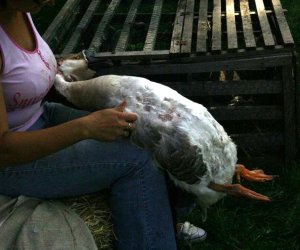 Wykopki w skansenie 2009