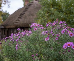 NIECOdziennik muzealny - Wieś w październiku