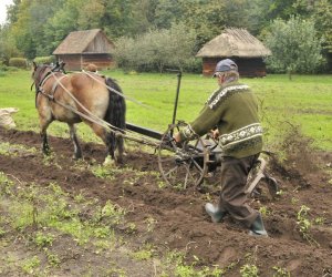 Wykopki w skansenie podsumowanie, fotorelacja. Wykopki w skansenie podsumowanie, fotorelacja.