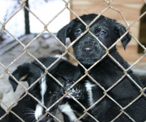 Muzeum odda w dobre ręce 8 pięknych 2 miesięcznych szczeniąt.