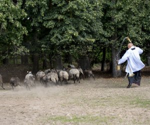 XXIII Podlaskie Święto Chleba - fotorelacja XXIII Podlaskie Święto Chleba - fotorelacja