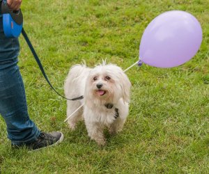 Wykopki w Skansenie 2013