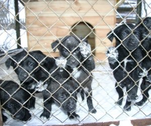 Muzeum odda w dobre ręce 8 pięknych 2 miesięcznych szczeniąt.