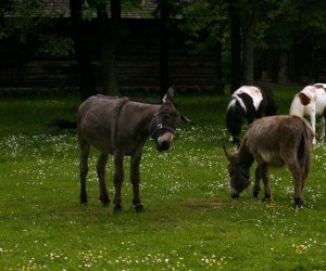 Początek wiosny w Muzeum Rolnictwa im. ks. K. Kluka w Ciechanowcu to czas dla zwierząt. Początek wiosny w Muzeum Rolnictwa im. ks. K. Kluka w Ciechanowcu to czas dla zwierząt.