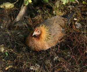Nowe nabytki do hodowli pokazowej drobiu Nowe nabytki do hodowli pokazowej drobiu