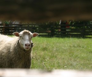 XII Podlaskie Święto Chleba, 12.08.2012 r. XII Podlaskie Święto Chleba, 12.08.2012 r.