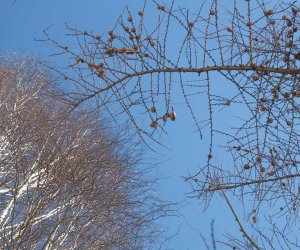 Nowe budki lęgowe w muzealnym parku Nowe budki lęgowe w muzealnym parku