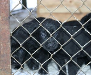 Muzeum odda w dobre ręce 8 pięknych 2 miesięcznych szczeniąt.