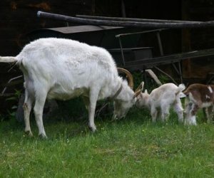Początek wiosny w Muzeum Rolnictwa im. ks. K. Kluka w Ciechanowcu to czas dla zwierząt. Początek wiosny w Muzeum Rolnictwa im. ks. K. Kluka w Ciechanowcu to czas dla zwierząt.