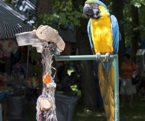 Odpust na św. Antoniego Odpust na św. Antoniego