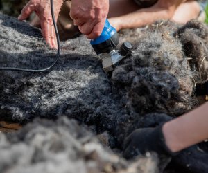 NIECOdziennik muzealny – Strzyżenie owiec NIECOdziennik muzealny – Strzyżenie owiec