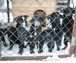 Muzeum odda w dobre ręce 8 pięknych 2 miesięcznych szczeniąt.