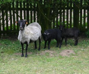 Początek wiosny w Muzeum Rolnictwa im. ks. K. Kluka w Ciechanowcu to czas dla zwierząt. Początek wiosny w Muzeum Rolnictwa im. ks. K. Kluka w Ciechanowcu to czas dla zwierząt.