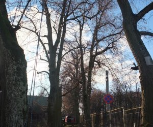 Pielęgnacja i konserwacja drzew zabytkowej alei lipowej na terenie skansenu Muzeum Rolnictwa im. Ks. Krzysztofa Kluka w Ciechanowcu Pielęgnacja i konserwacja drzew zabytkowej alei lipowej na terenie skansenu Muzeum Rolnictwa im. Ks. Krzysztofa Kluka w Ciechanowcu