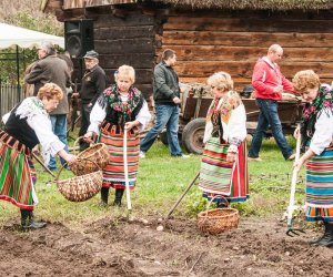 Wykopki w Skansenie 2013