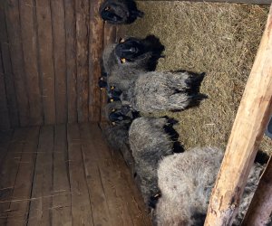 Szopka bożonarodzeniowa 2025 Szopka bożonarodzeniowa 2025