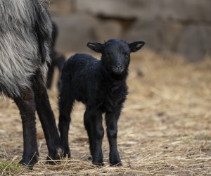 NIECOdziennik Muzealny - Mieszkańcy muzeum – owca wrzosówka NIECOdziennik Muzealny - Mieszkańcy muzeum – owca wrzosówka