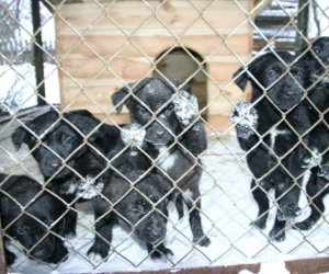 Muzeum odda w dobre ręce 8 pięknych 2 miesięcznych szczeniąt.