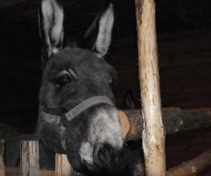 Szopka bożonarodzeniowa