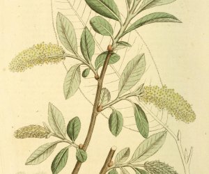 Codziennik Muzealny - wierzba - naturalna aspiryna Codziennik Muzealny - wierzba - naturalna aspiryna