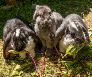 Nowi mieszkańcy ciechanowieckiego skansenu Nowi mieszkańcy ciechanowieckiego skansenu
