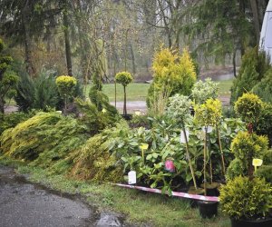 Deszczowy Jarmark Deszczowy Jarmark