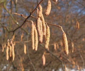 Nowe budki lęgowe w muzealnym parku Nowe budki lęgowe w muzealnym parku
